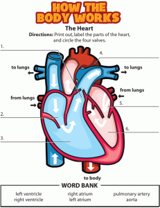 Activities for the Heart