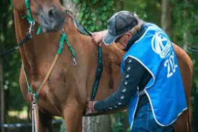 Equine Heart Rate Monitor