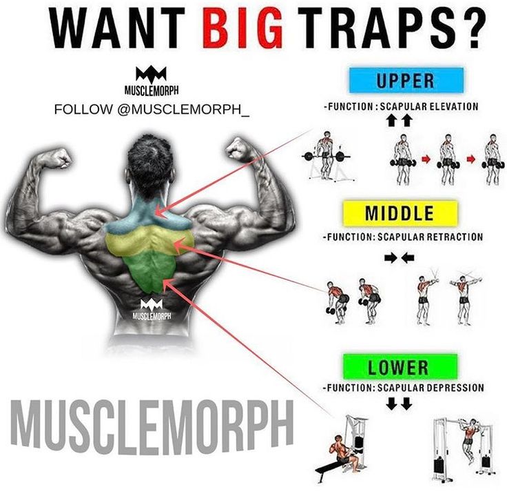 Traps Exercises Bodyweight